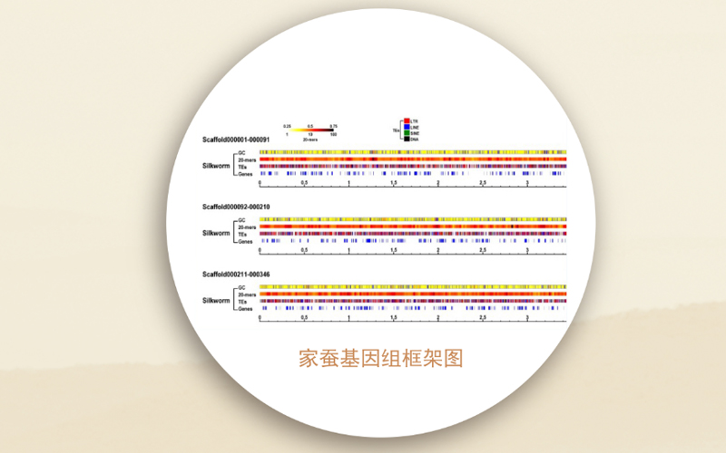 向仲怀院士与世界第一张家蚕基因组框架图